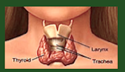 Image of thyroid f