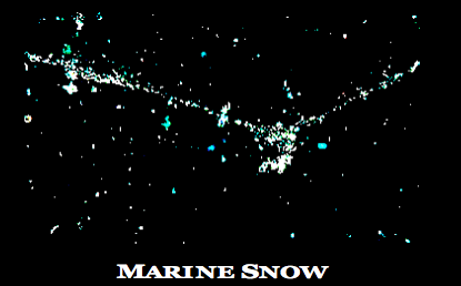 Marine snow