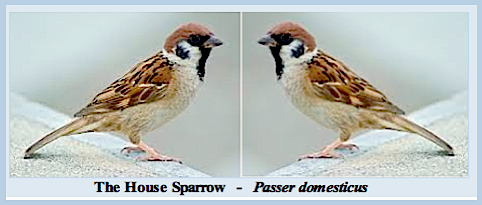 2 sparrows