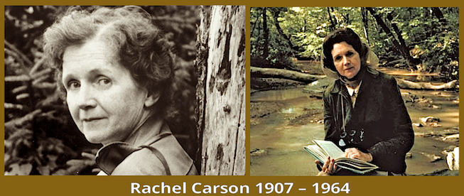 Rachel Carson 1907-1964 copy