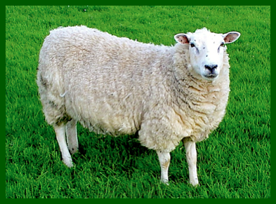 A Sheep on grass f