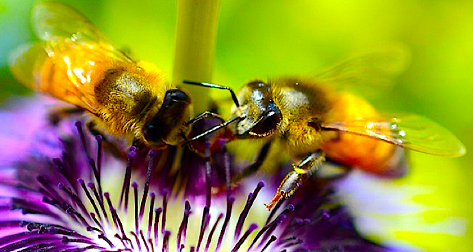 2-bees-on-pasiflora