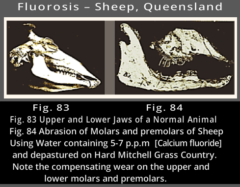 Fluorosis Sheep ff