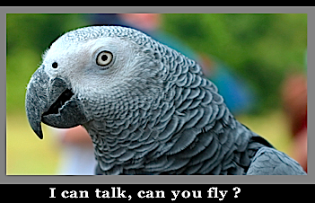 I can talk can you fly?