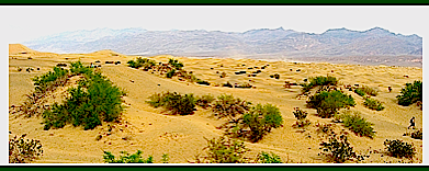 Perchlorate Abundant in Desert