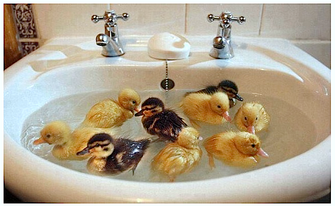 Ducklings swimming in basin